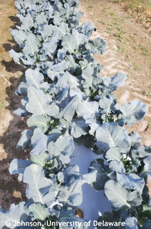 Mid-August planted broccoli for fall harvest on white plastic mulch. Harvested different varieties from the beginning of October to the middle of November.