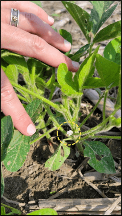 Figure 1. Flowers appear on June 9th from an April 12th planting.