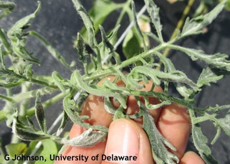 Growth regulator herbicide damage on tomato. Note leaf cupping, strapping, twisting, and unusual vein pattern.