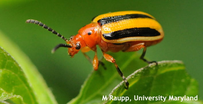 Figure 1. Adult three lined potato beetle