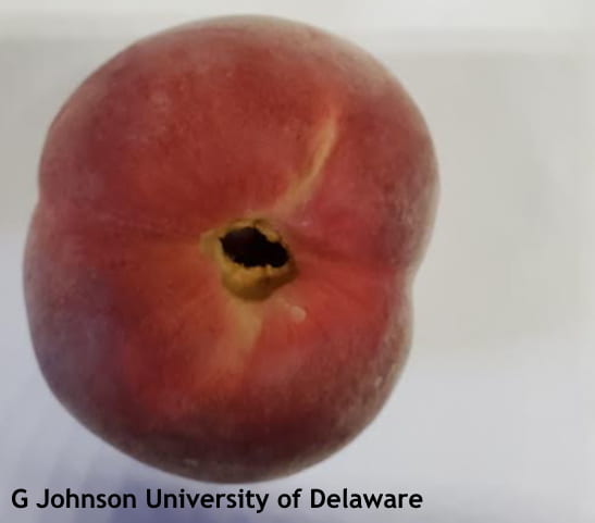 Stem end of peach showing opening caused by the pit splitting. This fruit will be more susceptible to rots and insects. 