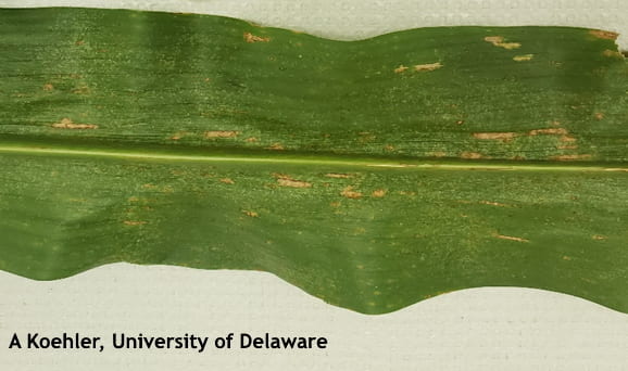 Figure 1. Rectangular lesions of Grey Leaf Spot on corn 