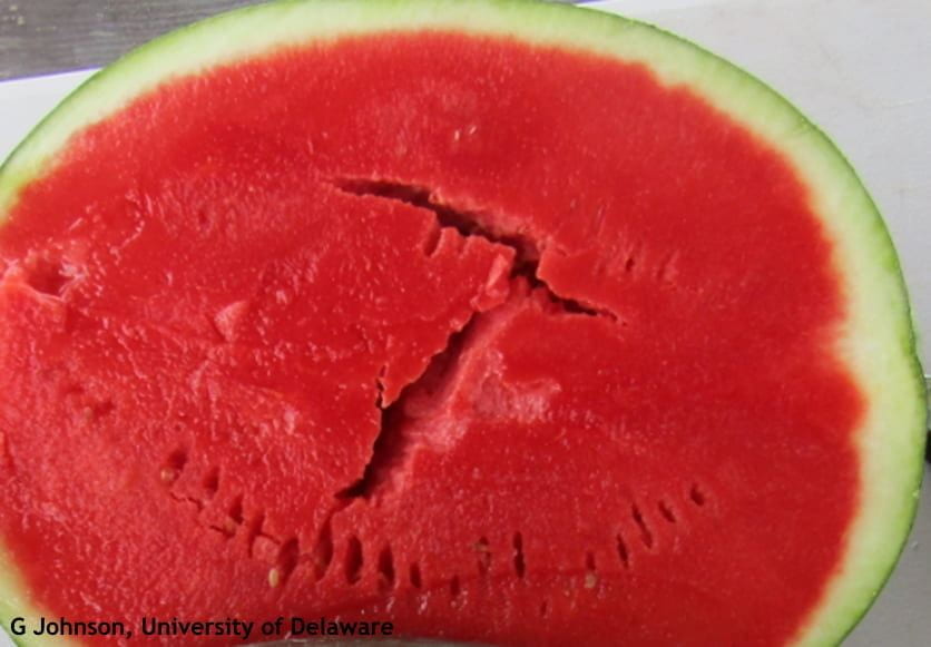 Figure 3. Underside of a watermelon leaf that had dark spots on top but not underneath