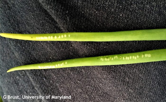 Figure 1. White dots on onion blades made by Allium leaf miner females