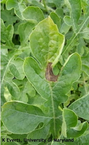 Figure 1. Circular lesion of gummy stem blight in watermelon with concentric rings.