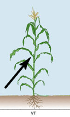 Figure 1. Collect the fully developed ear leaf at R1 for mid-season corn tissue analysis. Image courtesy of North Carolina Department of Agriculture and Consumer Services. 