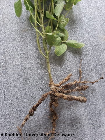 Figure 1. Severe root galling on soybean caused by root knot nematode
