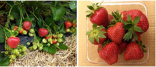 A new strawberry cultivar, Keepsake, is the first resulting from an increased effort by the Agricultural Research Service to develop strawberries with improved shelf life.