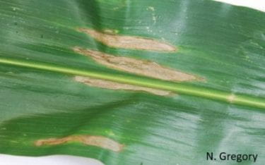 Figure 2. Corn leaf with northern corn leaf blight symptoms 