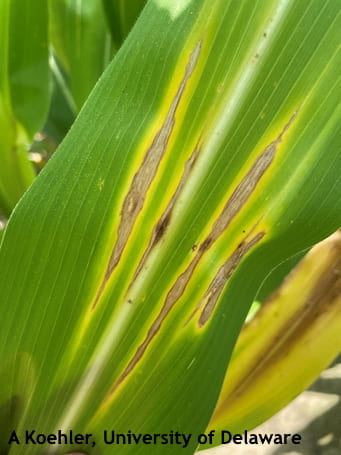 Figure 4. Diplodia leaf streak lesions that have expanded into long streaks 