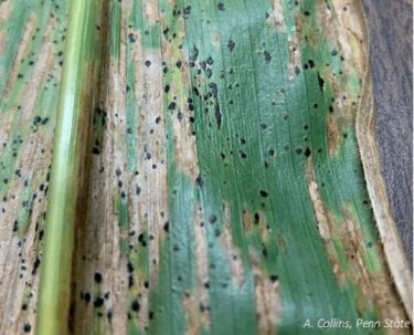 Figure 7: Tar spot symptoms on a corn leaf
