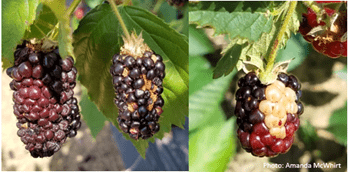 Sunscald in blackberries