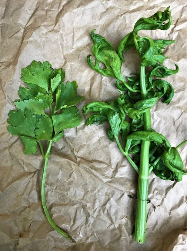 Fig. 1 Celery stalk infected with Anthracnose (right) vs stalk not infected (left)