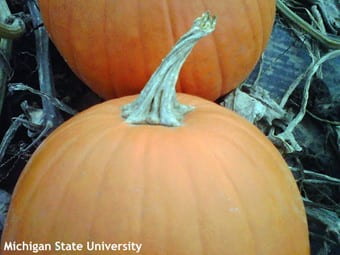 Shriveled pumpkin handles are common with powdery mildew infections.