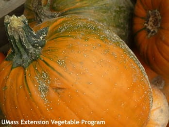 Plectosporium lesions on pumpkin fruit. 