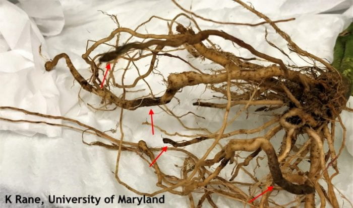 Figure 1. Corky root disease on tomato roots showing dark brown banded lesions (arrows)