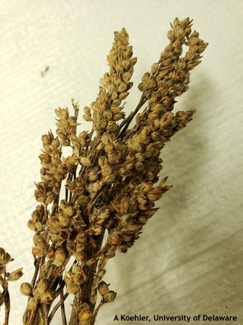 Figure 2. Sorghum head with very little grain following the grain phase of Sorghum Anthracnose