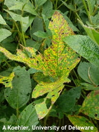 Foliar symptoms from stem canker/pod and stem blight caused by Diaporthe species