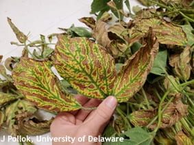Foliar symptoms from SDS caused by Fusarium virguliforme