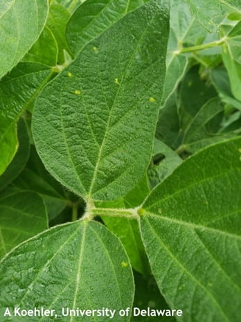 Figure 1. Pale yellow lesions of downy mildew on soybean 