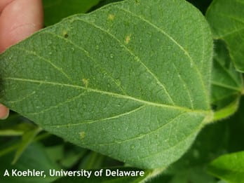 Figure 2. Underside of a soybean leaf with downy mildew 