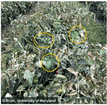 Figure 1. Severe thrips feeding damage to a tomato field--leaves should be green (yellow circles) not speckled brown
