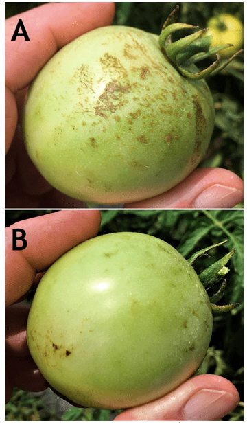 Figure 2. Exposed to rain side of fruit (A) and the underside of same fruit (B)