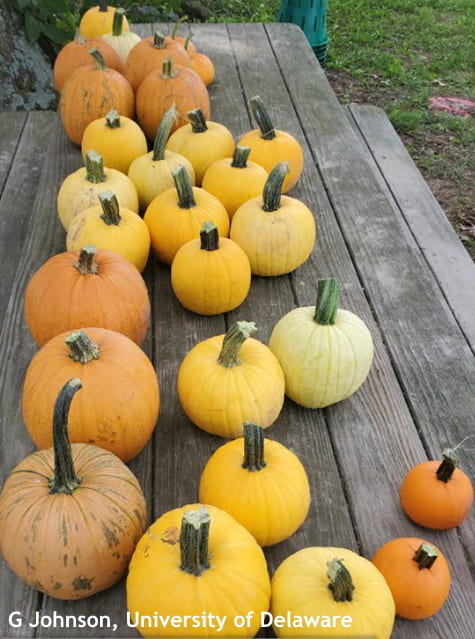 There are new colors of pumpkins, some with splashes and thick stems.
