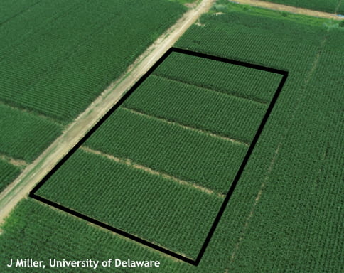 Figure 1. Aerial image of UD potassium rate response trials planted on a field with medium soil test potassium (Mehlich 3 K = 30 FIV or 52 ppm). While we see no visual response to K fertilizers from the air, we will evaluate plant tissue concentrations and yields to determine plant response.