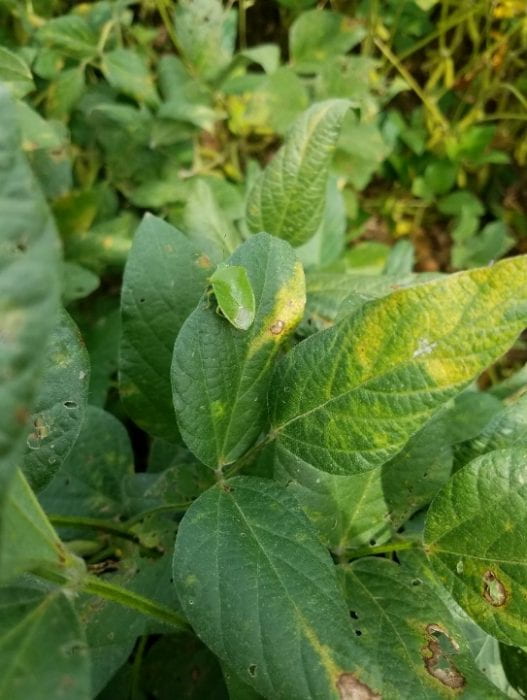 Green Stink Bug and Soybean Vein Necrosis Virus