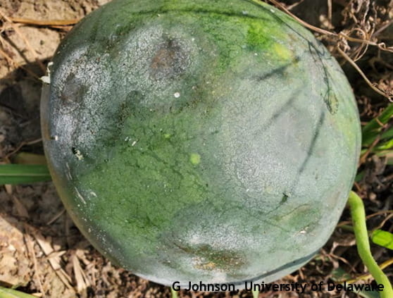 P. cap infected watermelon. Note large lesions covered with white sporangia. 