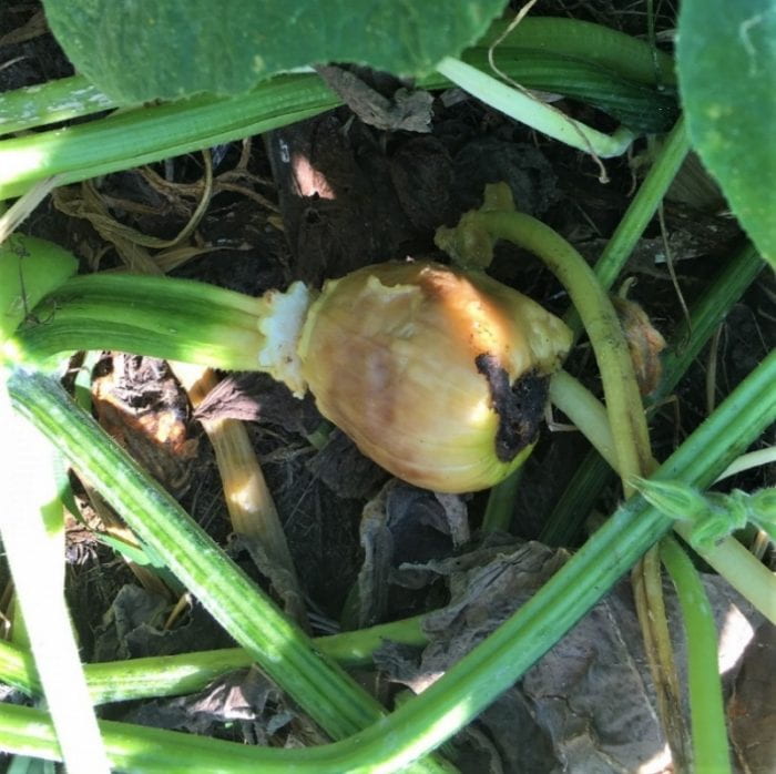 Figure 1. An aborted pumpkin fruit in early August 