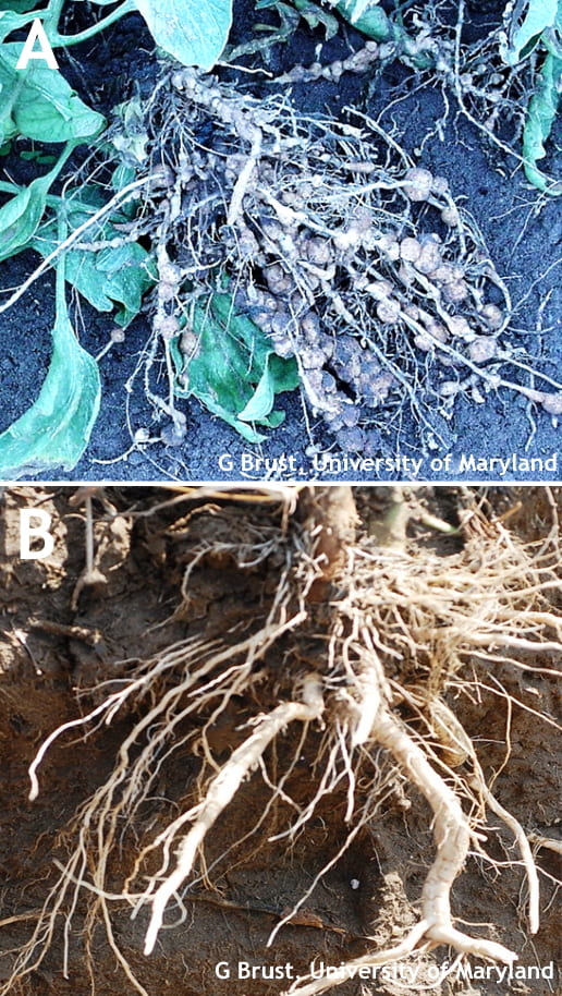 Figure 1. Tomato roots with (a) and without galls (b) from root knot nematode infection