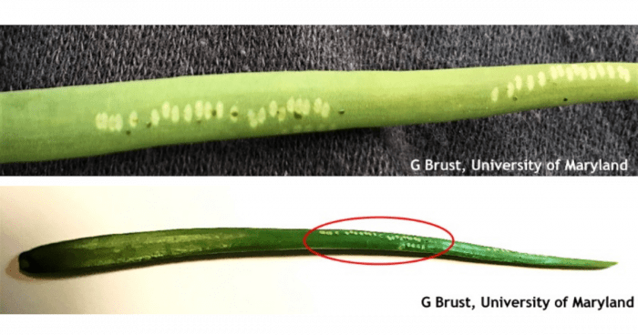 Figure 1. Onion leaf blades showing round white dots made by female Allium leaf miners