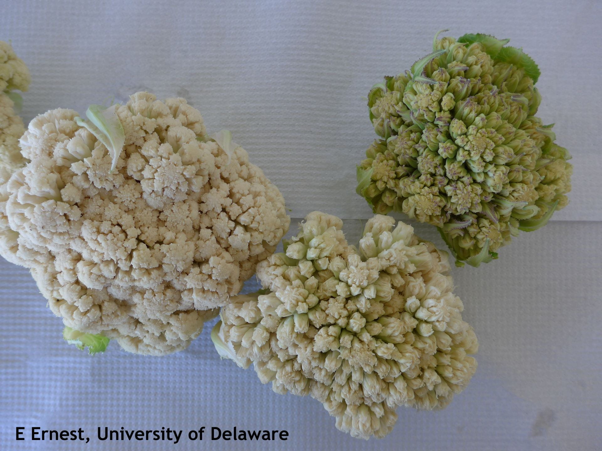 cauliflower with physiological disorders