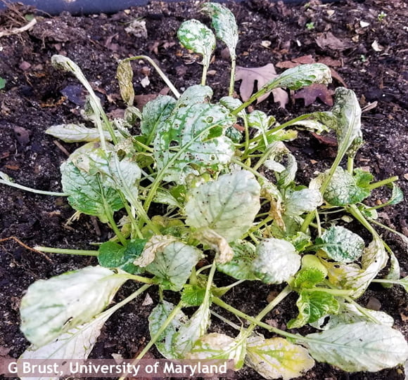 Figure 2. Red legged winter mite damage to spinach