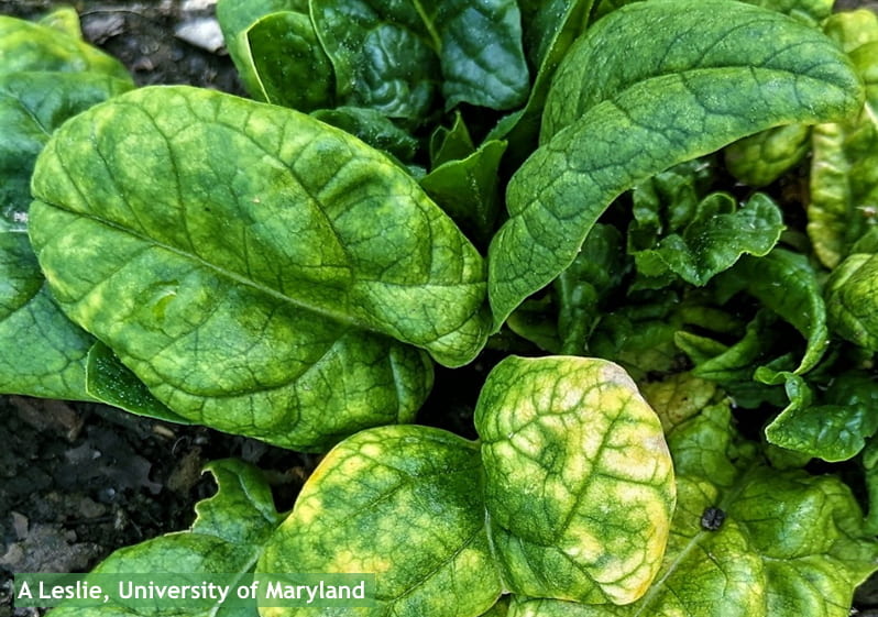 Figure 1. Yellowing and puckering of spinach leaves infected with CMV