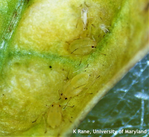 Figure 3. Green peach aphids on spinach