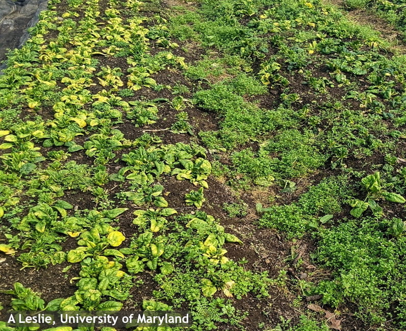 Figure 4. High population of chickweed alongside CMV infected spinach crop