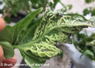 Underside of tomato leaf with severe symptoms of edema