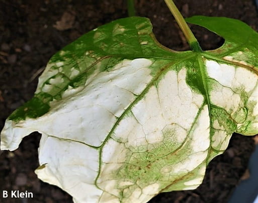 Sunscald on a bean leaf