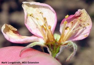 The dark brown center of this apple flower indicates it was killed by a freeze.