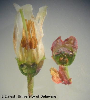 The blueberry fruit on the right was damaged by freezing temperatures and will not mature. Seeds inside the ovary have turned brown. The flower on the left was not frozen, seeds remain plump and green.