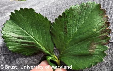 Figure 1.(1) Dark spots on strawberry leaves often mistaken for the start of a foliar disease