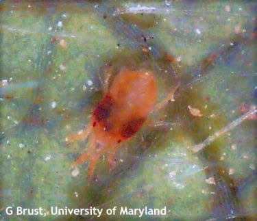 Figure 1. Overwintered female two spotted spider mite