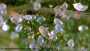 Figure 2. Adult female cyclamen mite (yellow arrow), eggs (black arrows) and larva (red arrow)