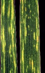 Wheat Spindle Streak Mosaic Virus