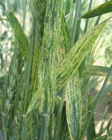 Wheat Streak Mosaic Virus