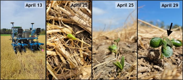 Figure 1. a) First planting on April 13th, b) emergence within residue, c) emergence on the same day with less residue, and d) freeze or frost damage to the unifoliate leaves 16 days after planting.
