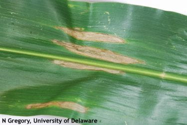 Figure 3. Northern Corn Leaf Blight lesions